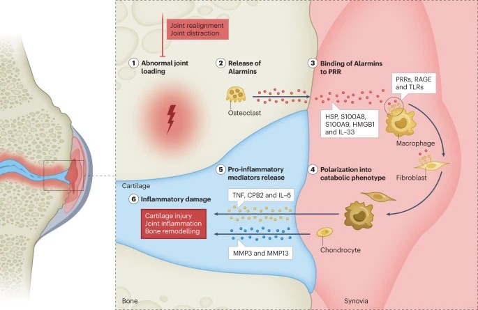 Biomechanics and Osteoarthritis knee