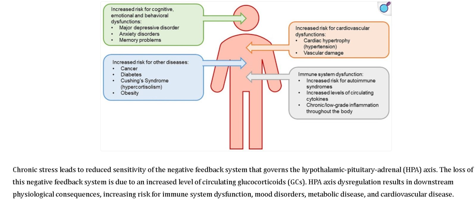 Chronic Stress and Diseases in our body