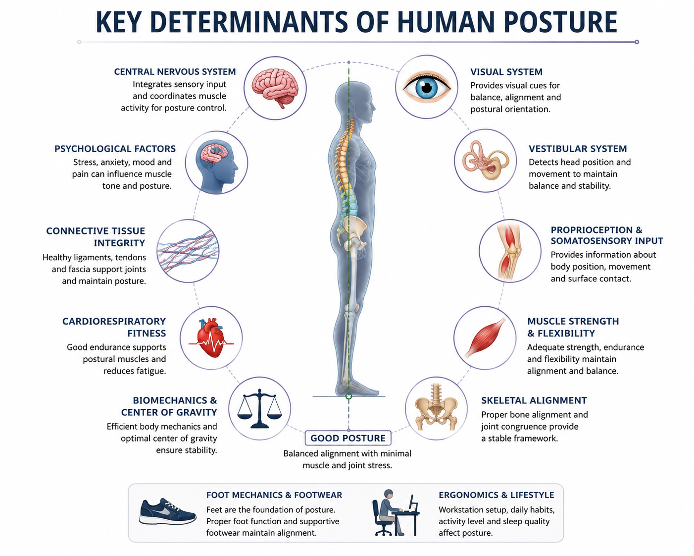 Key Determinants of Human Posture